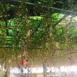 中山大藤