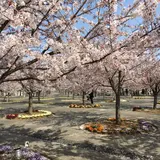 さくら広場