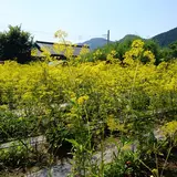 真性寺の女郎花