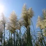 道光寺の尾花