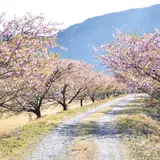 元藤川