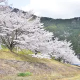 桑野山