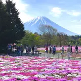 富士芝桜まつり