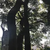 木の葉モール橋本