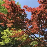 紅葉八幡宮