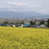 八木沢