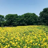 国営昭和記念公園
