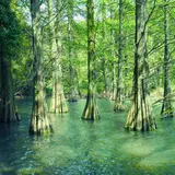 篠栗九大の森