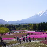 富士芝桜まつり事務局