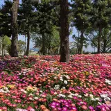 淡路島国営明石海峡公園