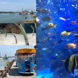 海中水族館シードーナツ
