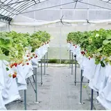 南伊豆*Baby Berry Farm*