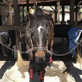 明石乗馬協会