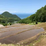 石部の棚田
