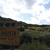 稲渕の棚田