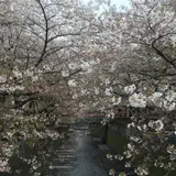 目黒川