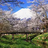 新名庄川沿いの桜並木