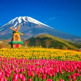 天空のダリア祭り