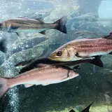 島根県立宍道湖自然館 ゴビウス
