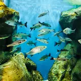 宍道湖自然館ゴビウス