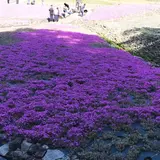 花のじゅうたん