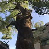 安倍晴明神社
