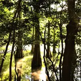 篠栗九大の森