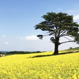 やくらいガーデン