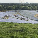 ひたち海浜公園