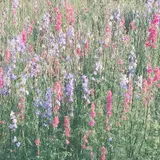 花フェスタ記念公園