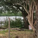 矢切の渡し