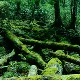 西粟倉村若杉天然林