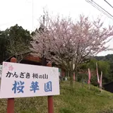 かんざき桜の山桜華園