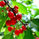 果樹園あかはね