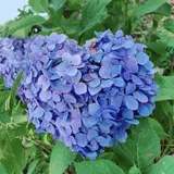 下仁田あじさい園