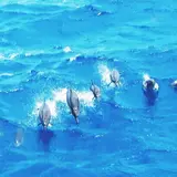 Scuba company marine sports