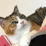 麻生 猫カフェ 福猫茶房