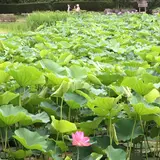 蓮華寺池公園