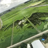 古代蓮の里