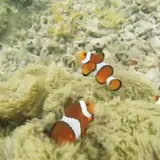 ヤドリ浜自然海水浴場