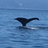 観光船・民宿はまなす
