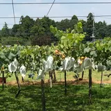 東金ぶどう郷