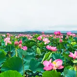 長沼