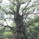 蒲生の大クス(国特別天然記念物）