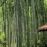 嵯峨野 竹林の道