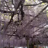 大歳神社　千年藤