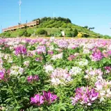 あわじ花さじき