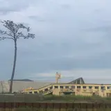 奇跡の一本松