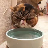 Cat cafe てまりのおしろ