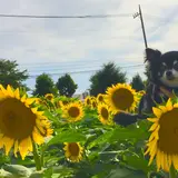 那珂総合公園付近のひまわり畑